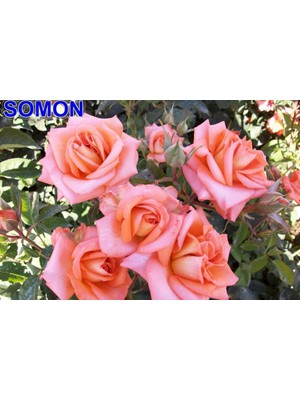 Mevsim Fidancılık Peyzaj Açık Kök Yediveren Somon Gül Fidanı ( 2 Yaş - Boy 30-35 cm )