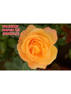 Mevsim Fidancılık Peyzaj Açık Kök Yediveren Kavuniçi Gül Fidanı ( 2 Yaş - Boy 30-35 cm )