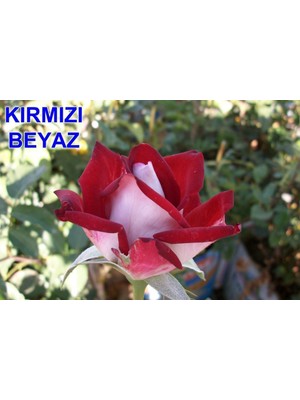 Mevsim Fidancılık Peyzaj Açık Kök Yediveren Kırmızı Beyaz Gül Fidanı ( 2 Yaş - Boy 30-35 cm )