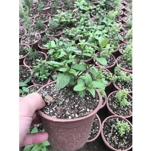 Saksılı Nane Fidanı Fidesi 10-20 cm 5 Adet Mentha