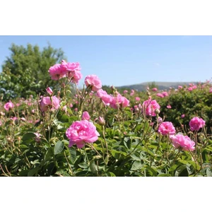 Ispartadan Geleneksel Hakiki Isparta Gülü Fidanı 15-25 cm