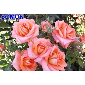 Mevsim Fidancılık Peyzaj Açık Kök Yediveren Somon Gül Fidanı ( 2 Yaş - Boy 30-35 cm )