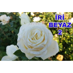 Mevsim Fidancılık Peyzaj Açık Kök Yediveren Beyaz Gül Fidanı ( 2 Yaş - Boy 30-35 cm )