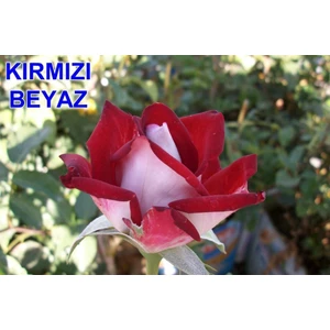 Mevsim Fidancılık Peyzaj Açık Kök Yediveren Kırmızı Beyaz Gül Fidanı ( 2 Yaş - Boy 30-35 cm )