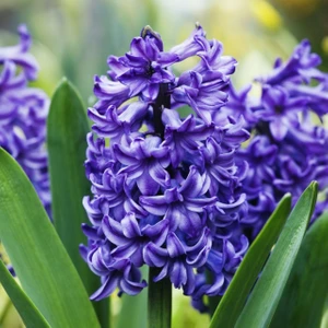 Özel Yoğun Kokulu Mor Renkli Purple Sensation Sümbül Soğanı 3 Adet