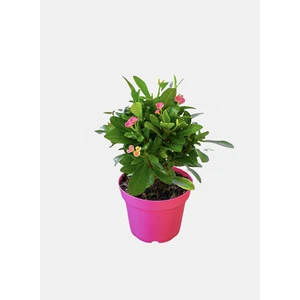 Euphorbia Milii - Dikenler Tacı - Pembe