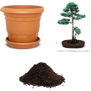 Serdar Çam Tohumculuk Nadir Mavi Selvi Bonsai Ağacı Tohumu Ekim Seti