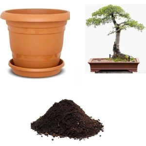Serdar Çam Tohumculuk Ithal Sarı Alıç Bonsai Ağacı Tohumu Ekim Seti