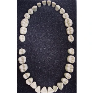 Diş Hekimliği Fakültesi Öğrencileri Eğitimi Için Fantom Sarı Renk Diş 32'li