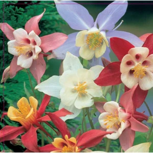 Yer Küpelisi Tohumu