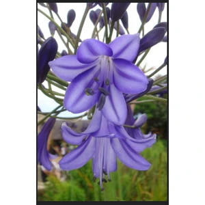 2 Adet Kokulu Nadir Mavi Renk Zambak (Lilyum) Çiçek Soğan