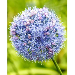 2 Adet Cornflower Renk Allium Wizard Çiçeği Soğanı