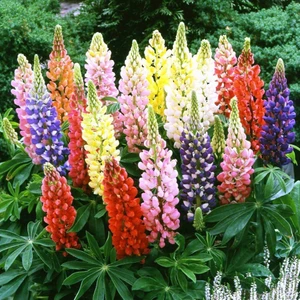 Acı Bakla (Lupin) Tohumu (15 Tohum)