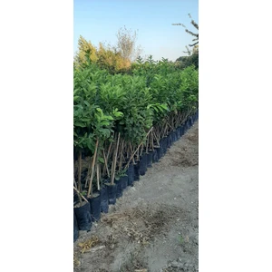 İncim Çiçekçilik ve Fidancılık Portakal Fidanı