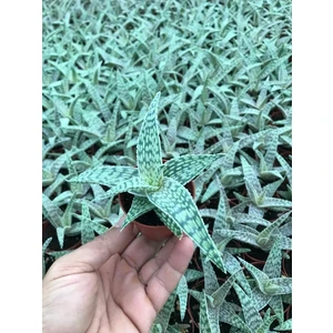 Egzotik Bahçe Egzotikbahçe Aloe Hybrid Beyaz Sukulent 5,5cm Saksıda