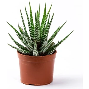 Kaktüs Sukulent Haworthia Fasciata Yılan Derisi Zebra