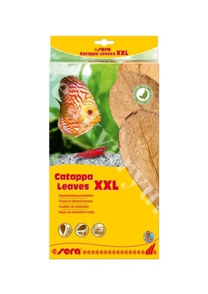 Catappa Yaprağı Xxl 32 cm (10 Adet)