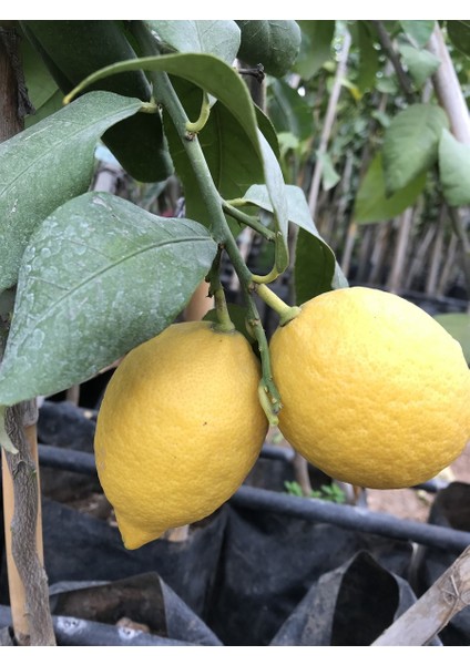 Alata Fidan Tüplü Aşılı Yediveren Limon Fidanı