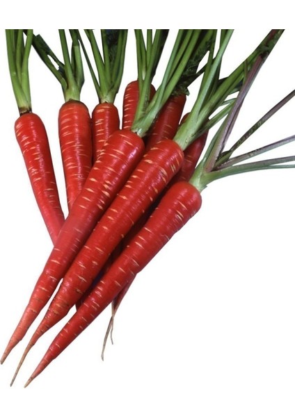 Doğal Kımızı Atomic Red Carrot Havuç Tohumu (50 Tohum)