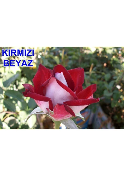 Mevsim Fidancılık Peyzaj Açık Kök Yediveren Kırmızı Beyaz Gül Fidanı ( 2 Yaş - Boy 30-35 cm )