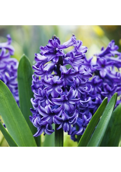 Özel Yoğun Kokulu Mor Renkli Purple Sensation Sümbül Soğanı 3 Adet modelleri