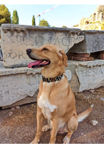 Zeus Köpek Boyun Tasması