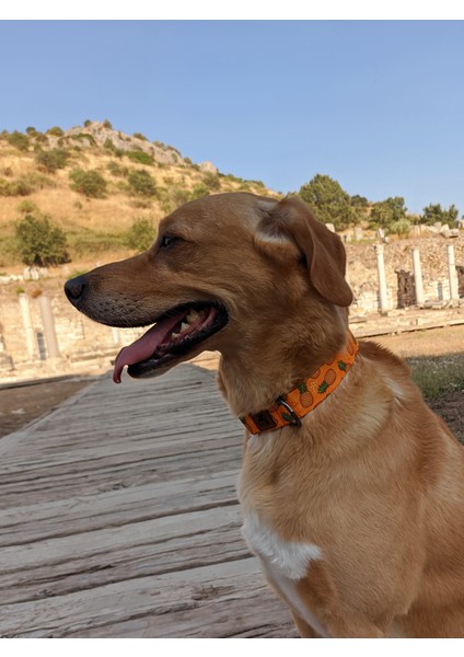 Pine Köpek Boyun Tasması