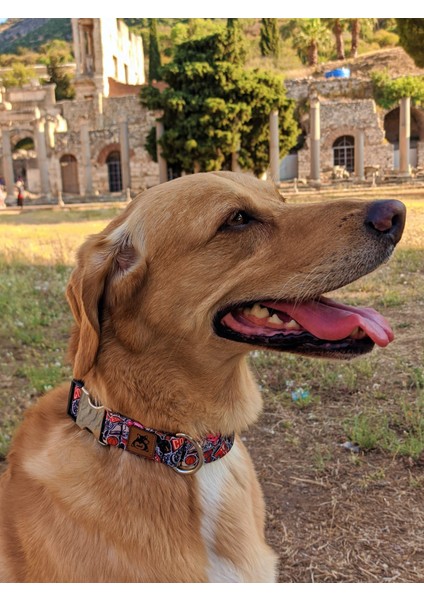 Street Köpek Boyun Tasması