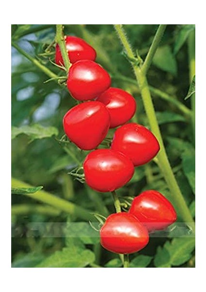 Ithal Tomatoberry Domates Tohumu Ekim Seti fiyatları