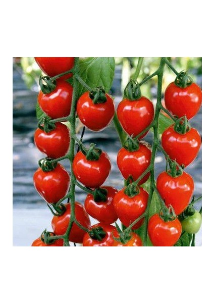 Ithal Tomatoberry Domates Tohumu Ekim Seti modelleri