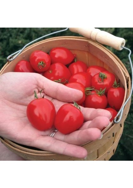 Ithal Tomatoberry Domates Tohumu Ekim Seti fırsatları