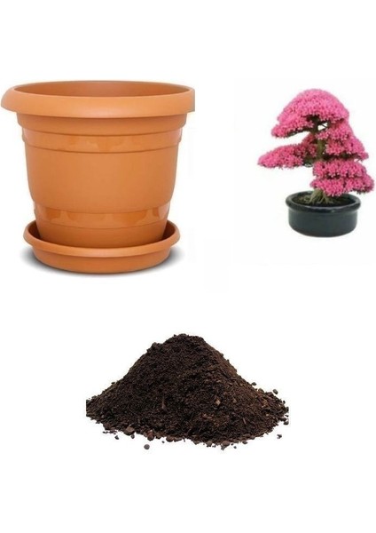 Nadir Erguvan Bonsai Ağacı Tohumu Ekim Seti