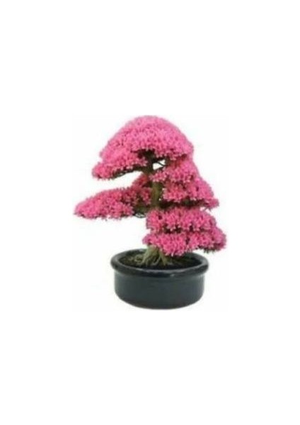 Nadir Erguvan Bonsai Ağacı Tohumu Ekim Seti modelleri