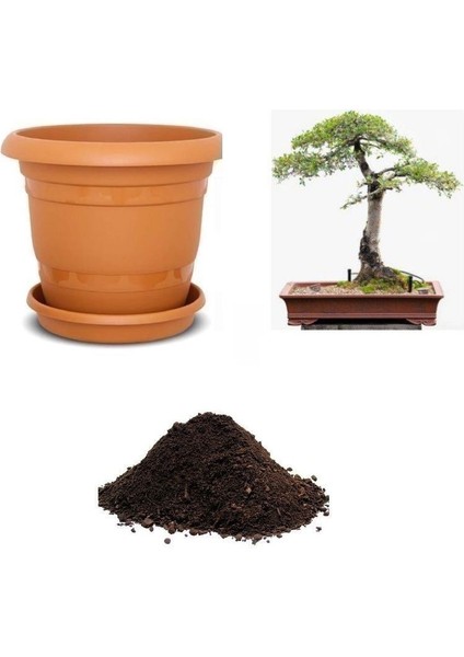 Ithal Sarı Alıç Bonsai Ağacı Tohumu Ekim Seti