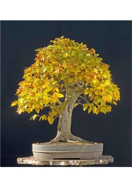 Ithal Sarı Alıç Bonsai Ağacı Tohumu Ekim Seti fiyatları