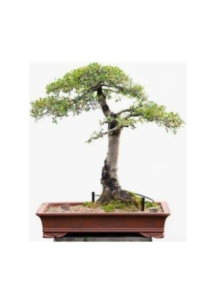Ithal Sarı Alıç Bonsai Ağacı Tohumu Ekim Seti modelleri