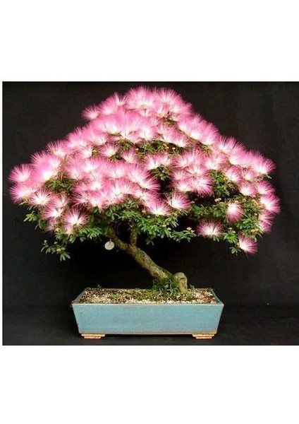 Ithal Gülibrişim Bonsai Ağacı Tohumu Ekim Seti