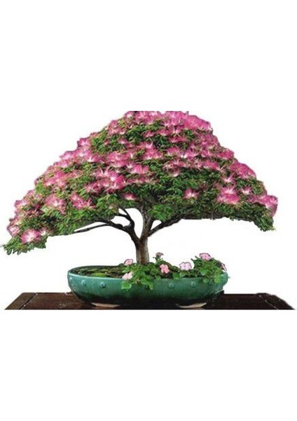 Ithal Gülibrişim Bonsai Ağacı Tohumu Ekim Seti