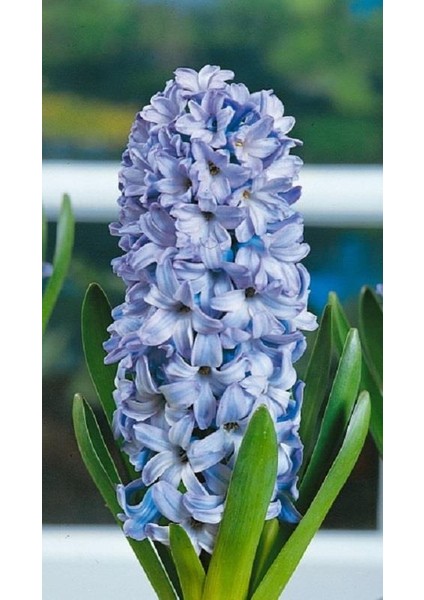 Ithal Sümbül Soğanı - Mavi - Hyacinth Blue