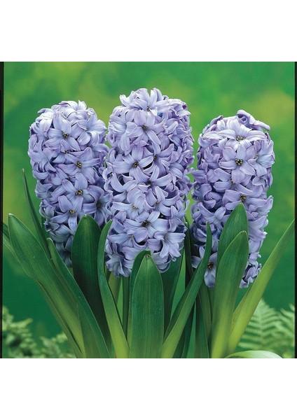 Ithal Sümbül Soğanı - Mavi - Hyacinth Blue