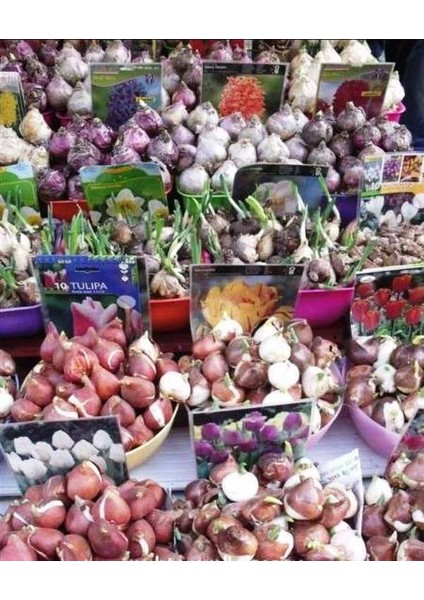 Ithal Sümbül Soğanı - Mavi - Hyacinth Blue