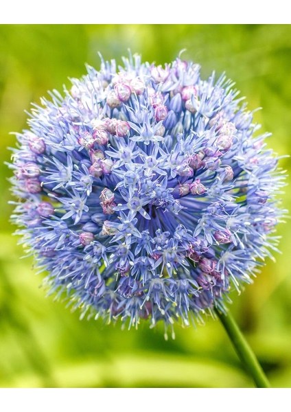 2 Adet Cornflower Renk Allium Wizard Çiçeği Soğanı