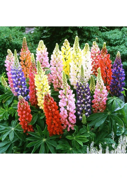 Acı Bakla (Lupin) Tohumu (15 Tohum)