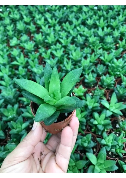 Egzotikbahçe Haworthia Turungata 5,5cm Saksıda