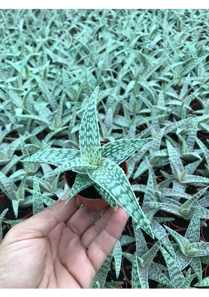 Egzotikbahçe Aloe Hybrid Beyaz Sukulent 5,5cm Saksıda