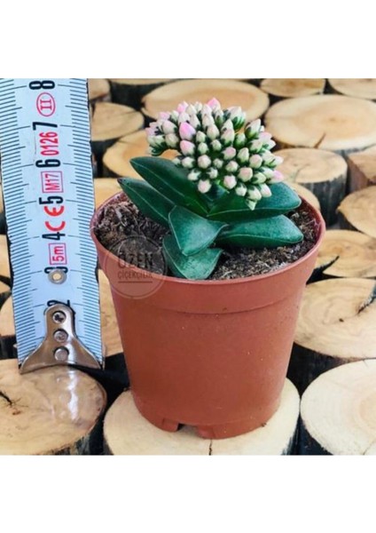 Egzotikbahçe Crassula Springtime Katlı Çiçek Açan Sukulent Bitkisi