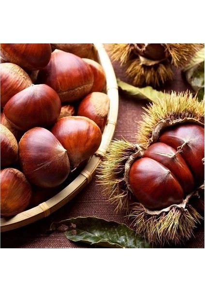 Aydın Orta Boy Şekerci Kestane 500 gr