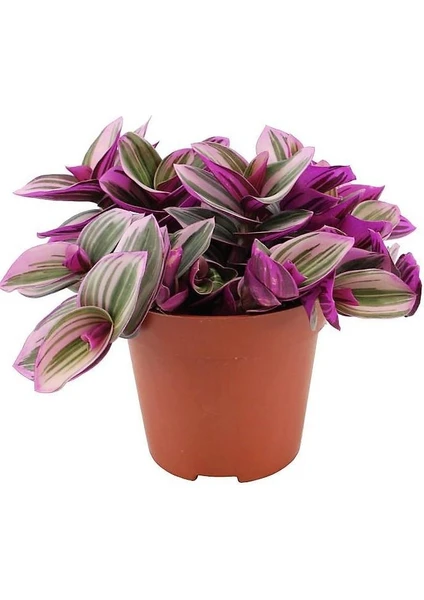 Pembe Telgraf Çiçeği Tradescantia Nanouk 15-25 cm