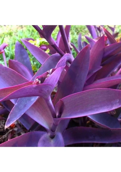 Mor Telgraf Kara Sevda Çiçeği Tradescantia 15-25 cm