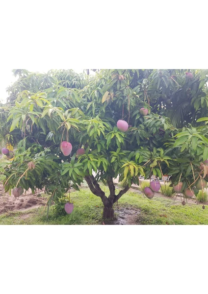 Yavuz Fidancılık Mango Fidanı